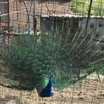 Tenuta Carabollace