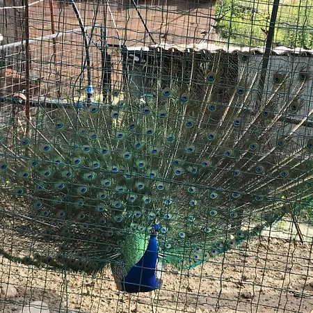 Tenuta Carabollace