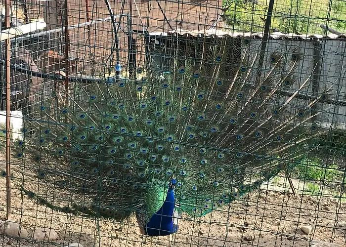 Tenuta Carabollace